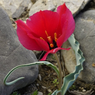 Tulipa rosea